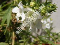 Angelonia angustifolia (Angelonia angustifolia Benth.)