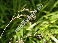 Luzula sylvatica (Huds.) Gaud. (Juncus sylvaticus Huds., Luzula maxima (Reich.) DC.)