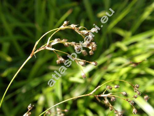 Luzula sylvatica (Huds.) Gaud. (Juncus sylvaticus Huds., Luzula maxima (Reich.) DC.)