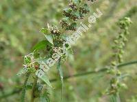 Ambrosia artemisiifolia L. (Ambrosia artemisiifolia var. elatior)