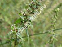 Ambrosia artemisiifolia L. (Ambrosia artemisiifolia var. elatior)