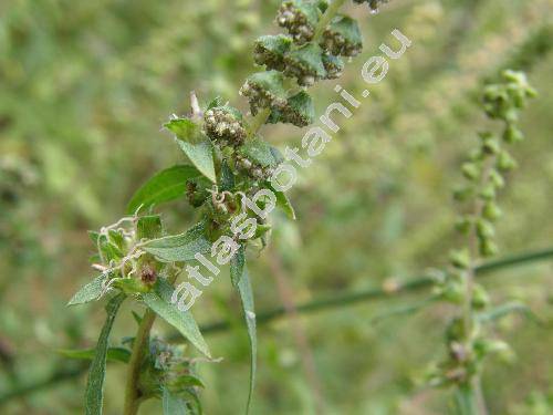Ambrosia artemisiifolia L. (Ambrosia artemisiifolia var. elatior)