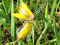 Tulipa sylvestris L. (Tulipa silvestris L.)