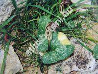 Arisarum vulgare (Arisarium vulgare Targ.-Tozz.)