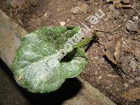 Arisarum vulgare (Arisarium vulgare Targ.-Tozz.)