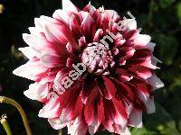 Dahlia 'Bert Pitt'