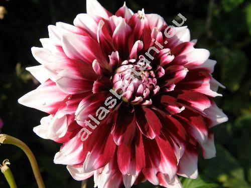 Dahlia 'Bert Pitt'