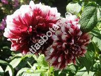 Dahlia 'Bert Pitt'