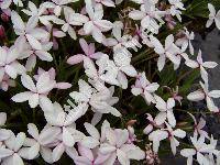 Rhodohypoxis baurii (Bak.) Nel