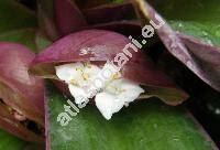 Rhoeo spathacea (Sw.) Stearn (Rhoeo discolor Hance ex Walp., Tradescantia spathacea Sw.)