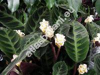 Calathea warscewiczii (Mat. ex Planch.) Planch. et Lind. (Maranta warscewiczii)