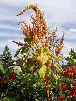 Amaranthus 'Golden Giant'