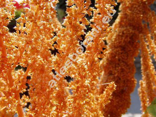 Amaranthus 'Golden Giant'