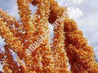 Amaranthus 'Golden Giant'