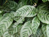 Calathea bella (Bull) Reg. (Maranta bella Bull, Calathea musaica (Bull) Bail.)