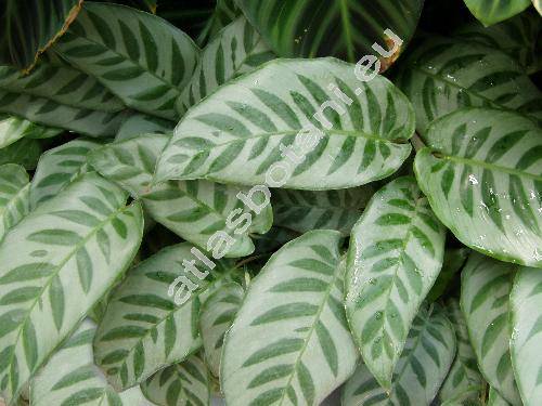 Calathea bella (Bull) Reg. (Maranta bella Bull, Calathea musaica (Bull) Bail.)