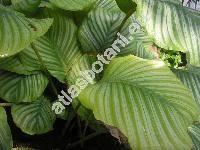 Calathea orbifolia (Lind.) Kenn. (Calathea orbiculata Lodd., Calathea truncata (Link ex Dietr.) Schum., Maranta)