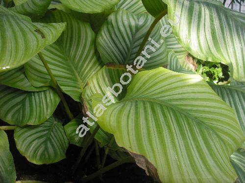 Calathea orbifolia (Lind.) Kenn. (Calathea orbiculata Lodd., Calathea truncata (Link ex Dietr.) Schum., Maranta)