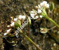 Thlaspi perfoliatum L. (Microthlaspi perfoliatum (L.) F. K. Meyer)