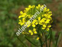 Sisymbrium strictissimum L. (Hesperis strictissima (L.) Kuntze)