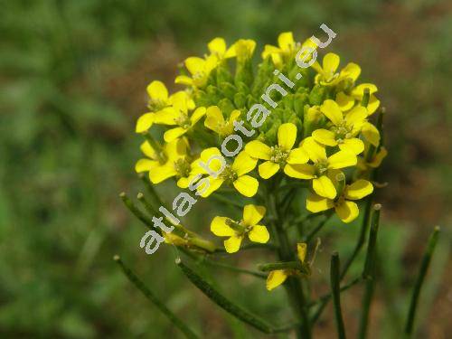 Sisymbrium strictissimum L. (Hesperis strictissima (L.) Kuntze)