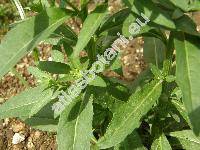 Sisymbrium strictissimum L. (Hesperis strictissima (L.) Kuntze)