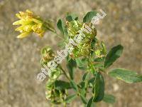 Medicago prostrata Jacq.