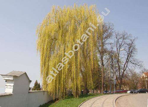 Salix x sepulcralis Simk. (Salix alba L., Salix x chrysocoma Dode, Salix alba L. 'Tristis' x Salix babylonica)