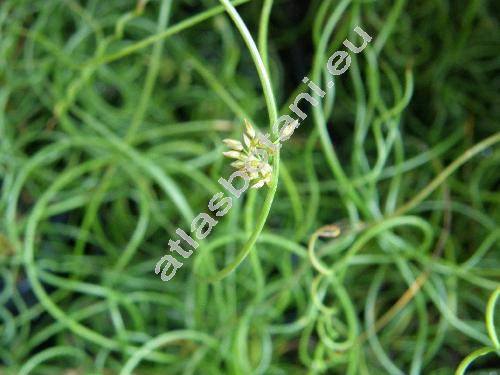 Juncus 'Spiralis' (Juncus effusus 'Spiralis')