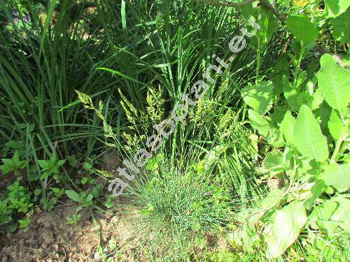 Festuca ovina L. (Avena ovina Salisb., Bromus)