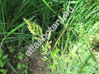 Festuca ovina L. (Avena ovina Salisb., Bromus)