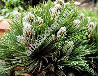 Pinus leucodermis 'Schmidtii' (Pinus leucodermis 'Schmithii', Pinus leucodermis 'Pygmaea', Pinus heldreichii Christ, Pinus heldreichii subsp. leucodermis (Ant.) Murr.)