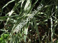 Phalaris arundinacea L. var. picta (Baldingera arundinacea (L.) Dum., Phalaroides arundinacea (L.) Rausch.)