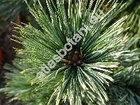 Pinus flexilis James (Strobus flexilis (James) Svob.)