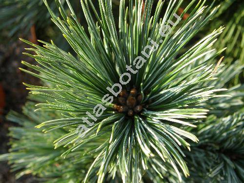 Pinus flexilis James (Strobus flexilis (James) Svob.)