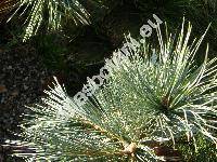 Pinus flexilis James (Strobus flexilis (James) Svob.)