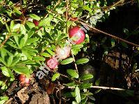 Oxycoccus palustris Pers. (Vaccinium oxycoccus L., Oxycicoccus vulgaris Pursh, Oxycoccus quadripetalus Gilib.)