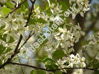 Amelanchier laevis Weig. (Mespilus, Aronia, Sorbus, Amelanchier canadensis Gray non Med.)