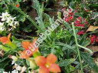 Kalanchoe x kewensis (Kalanchoe x kewensis Br., Kalanchoe bentii x Kalanchoe flammea)