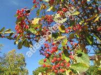 Sorbus intermedia (Ehrh.) Pers. (Sorbus x intermedia)