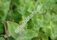 Hypericum elodes L. (Elodes palustris Spach)