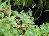 Hypericum elodes L. (Elodes palustris Spach)