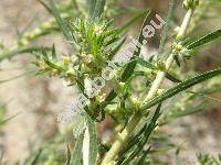 Kochia scoparia subsp. densiflora (Kochia scoparia (L.) Schrad., Chenopodium scoparia L., Bassia)