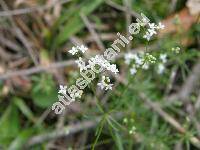 Galium glaucum L. (Asperula glauca (L.) Besser)