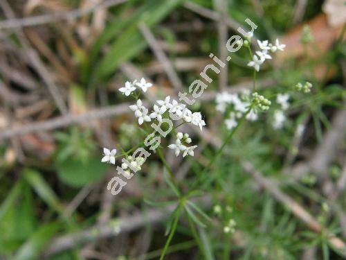 Galium glaucum L. (Asperula glauca (L.) Besser)