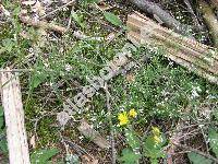 Galium glaucum L. (Asperula glauca (L.) Besser)