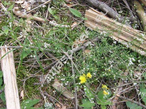 Galium glaucum L. (Asperula glauca (L.) Besser)