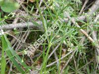 Galium glaucum L. (Asperula glauca (L.) Besser)