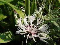 Centaurea montana 'Alba' (Cyanus montanus (L.) Hill)