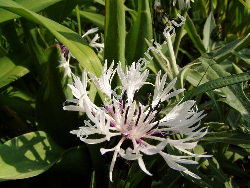 Centaurea montana 'Alba' (Cyanus montanus (L.) Hill)